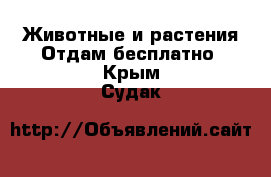 Животные и растения Отдам бесплатно. Крым,Судак